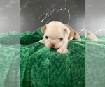 Small Photo #164 Boston Terrier Puppy For Sale in TULARE, CA, USA