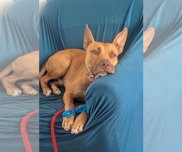 Medium Photo #7 Carolina Dog-Pharaoh Hound Mix Puppy For Sale in Rockaway, NJ, USA