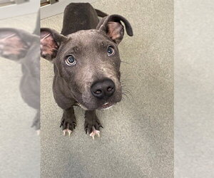Mutt Dogs for adoption in Fayetteville, NC, USA