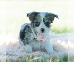 Small Photo #60 Chihuahua Puppy For Sale in WARSAW, IN, USA
