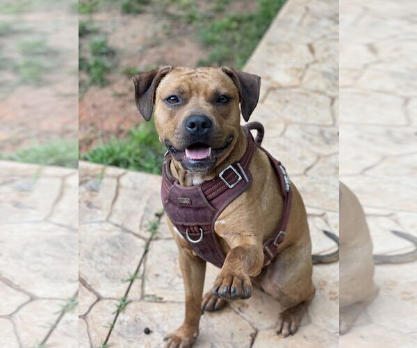 Medium Photo #1 Boxador Puppy For Sale in Decatur, GA, USA