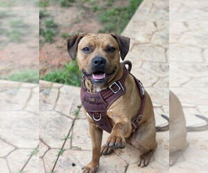 Boxador Dogs for adoption in Decatur, GA, USA