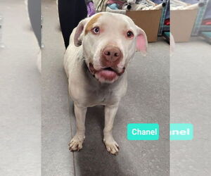 American Staffordshire Terrier-Unknown Mix Dogs for adoption in Richmond, IN, USA