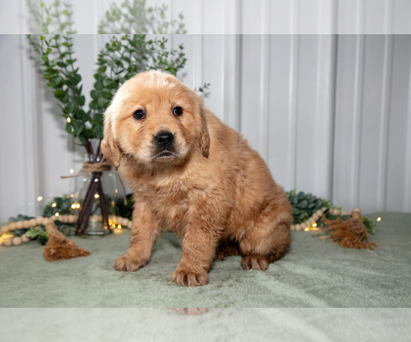Medium Photo #3 Golden Retriever Puppy For Sale in HOLMESVILLE, OH, USA