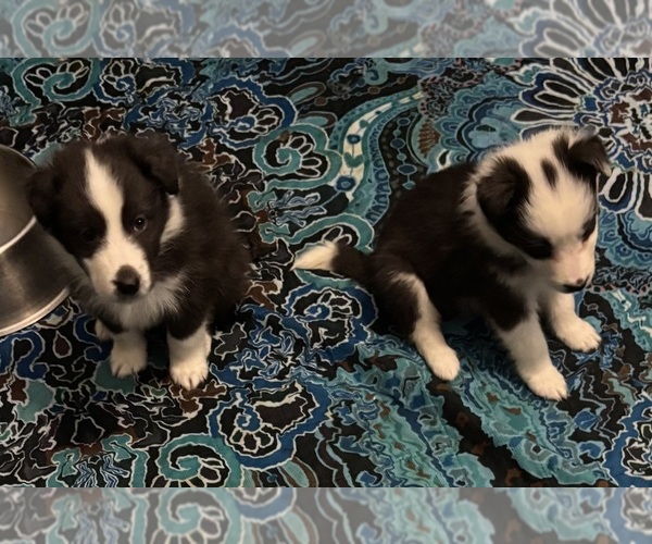 Medium Photo #4 Shetland Sheepdog Puppy For Sale in SHERIDAN, AR, USA