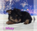 Small #2 Yorkshire Terrier