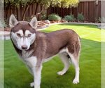 Small Photo #2 Siberian Husky Puppy For Sale in Downey, CA, USA