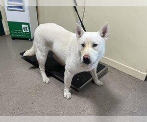 Siberian Husky-Unknown Mix Dogs for adoption in Pasadena, CA, USA