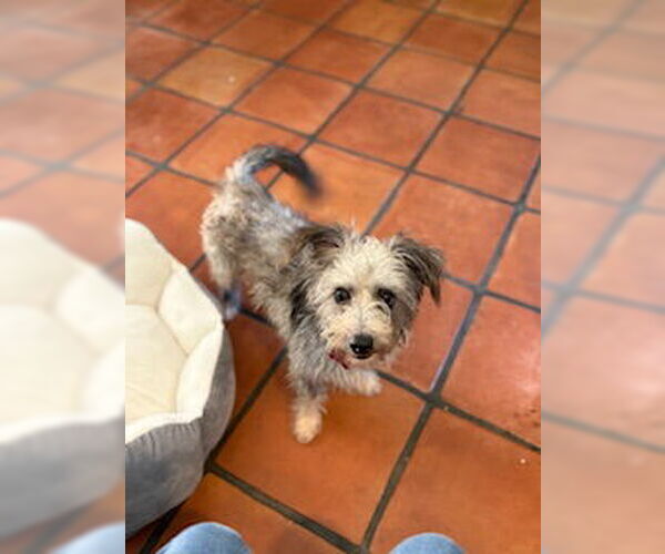 Medium Photo #5 Cairn Terrier-Unknown Mix Puppy For Sale in San Diego, CA, USA