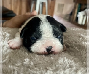 Boston Terrier Puppy for sale in WASHBURN, MO, USA