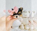 Small #6 Biewer Terrier