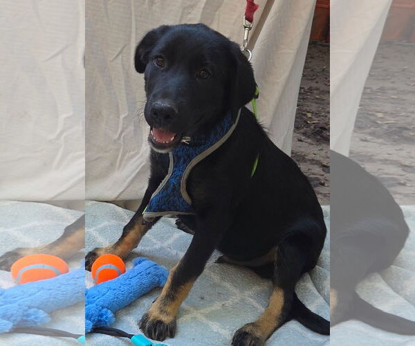 Medium Photo #3 German Shepherd Dog-Unknown Mix Puppy For Sale in Decatur, GA, USA