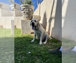 Small Photo #1 Labrador Retriever Puppy For Sale in QUEEN CREEK, AZ, USA