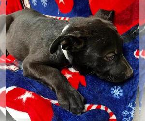 Mutt Dogs for adoption in HESPERIA, CA, USA