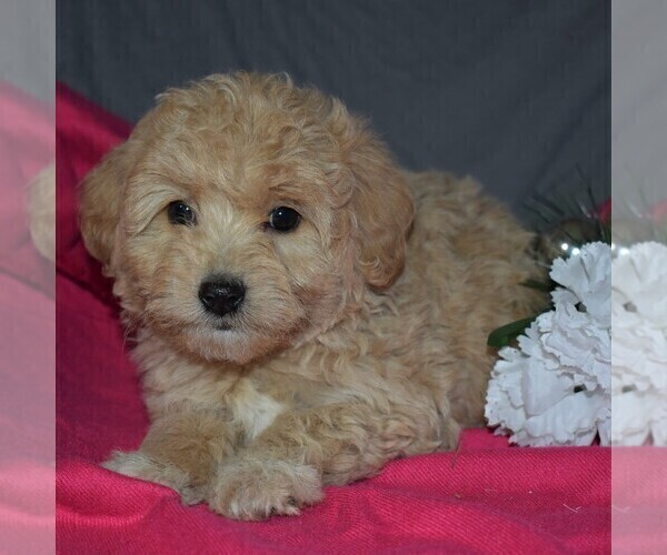 Medium Photo #1 Pookimo Puppy For Sale in GORDONVILLE, PA, USA