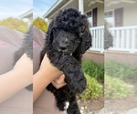 Puppy Puppy 1 Taco Bernedoodle