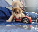 Small Photo #14 Alaskan Malamute Puppy For Sale in ERIAL, NJ, USA