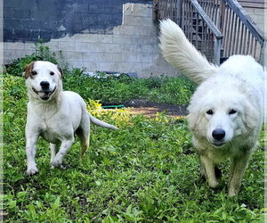 Stacy - Female Mutt Dog for Adoption - Photo #5