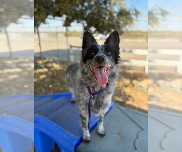 Medium Photo #1 Mutt Puppy For Sale in Paso Robles, CA, USA