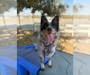 Mutt Dogs for adoption in Paso Robles, CA, USA