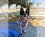 Stacy - Female Mutt Dog for Adoption - Small photo