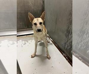 German Shepherd Dog-Unknown Mix Dogs for adoption in Conroe, TX, USA