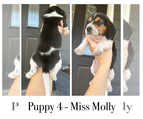 Medium Photo #5 Beagle Puppy For Sale in MCPHERSON, KS, USA
