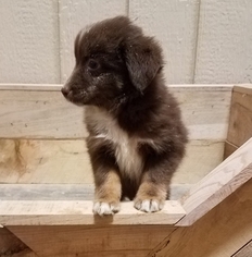 Miniature American Shepherd Puppy for sale in ARTHUR, IL, USA