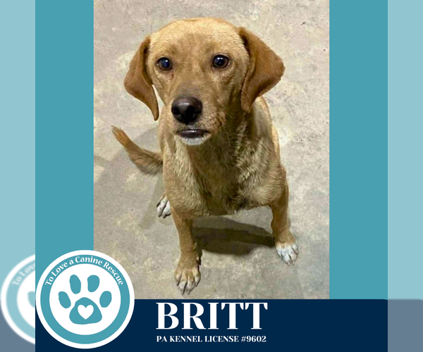 Medium Photo #3 Labrador Retriever-Unknown Mix Puppy For Sale in Kimberton, PA, USA