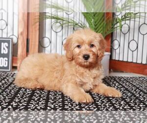 Goldendoodle (Miniature) Puppy for sale in NAPLES, FL, USA