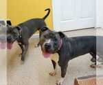 Small #4 American Pit Bull Terrier