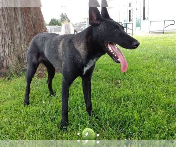 Medium Photo #1 Belgian Malinois-German Shorthaired Pointer Mix Puppy For Sale in SALINAS, CA, USA