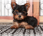 Small #1 Yorkshire Terrier