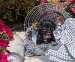 Puppy Jackson Cavapoo