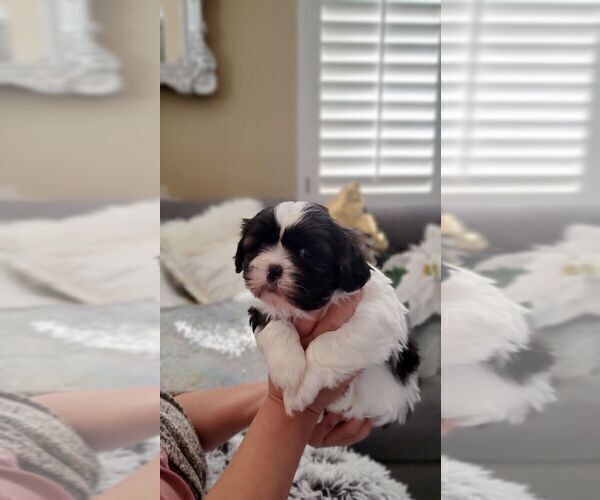Medium Photo #9 Shih Tzu Puppy For Sale in MISSION VIEJO, CA, USA