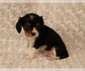 Cavalier King Charles Spaniel Puppy for Sale in HOMELAND, California USA