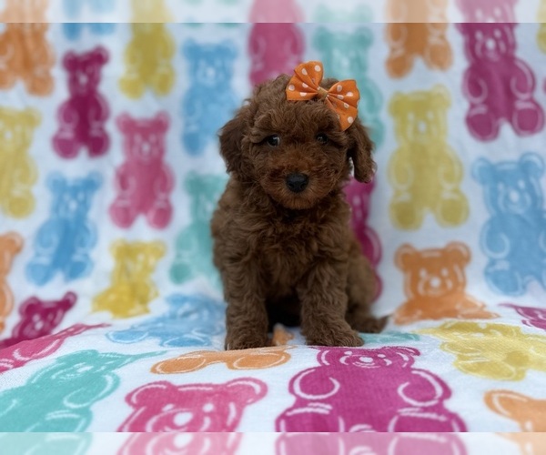 Medium Photo #5 Cavapoo (Miniature) Puppy For Sale in LAKELAND, FL, USA