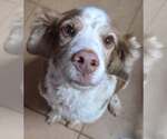 Regina Red - Female Brittany Dog for Adoption - Small photo