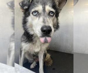 Siberian Husky-Unknown Mix Dogs for adoption in San Antonio, TX, USA