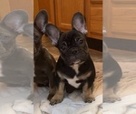 Small Photo #1 French Bulldog Puppy For Sale in BUFORD, GA, USA