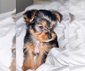 Yorkshire Terrier Puppy for sale in HANOVER, PA, USA