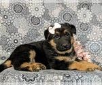 Small Photo #4 German Shepherd Dog Puppy For Sale in GLEN ROCK, PA, USA