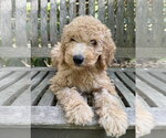 Small #1 Golden Retriever