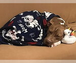 Small #5 Labrador Retriever Mix