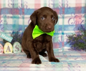 Labrador Retriever Puppy for sale in LANCASTER, PA, USA