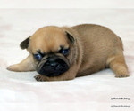 Small Photo #15 French Bulldog Puppy For Sale in WINNSBORO, TX, USA