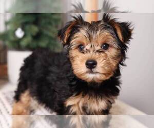 Yorkshire Terrier Puppy for sale in NAPLES, FL, USA