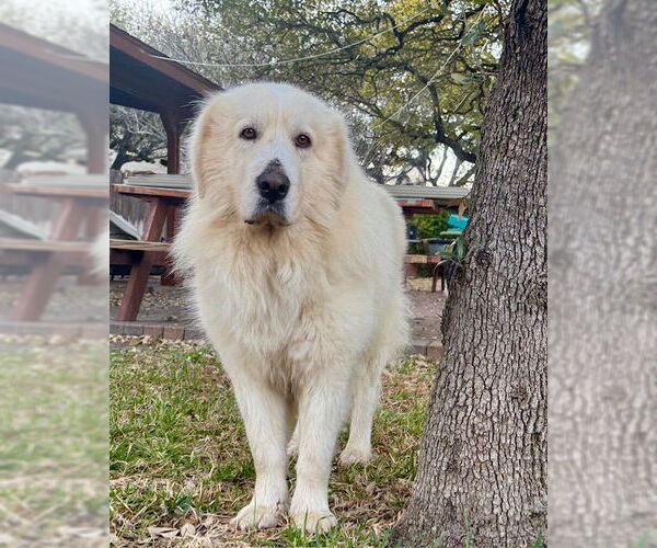 Medium Photo #2 Great Pyrenees Puppy For Sale in Spring, TX, USA