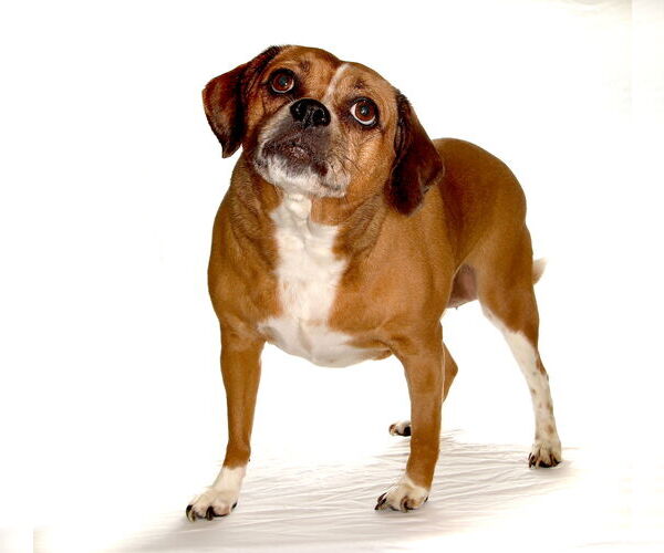 Medium Photo #2 Puggle Puppy For Sale in Oakland Park, FL, USA