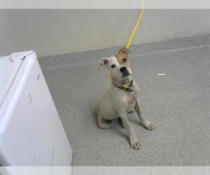 Staffordshire Bull Terrier-Unknown Mix Dogs for adoption in Pasadena, TX, USA